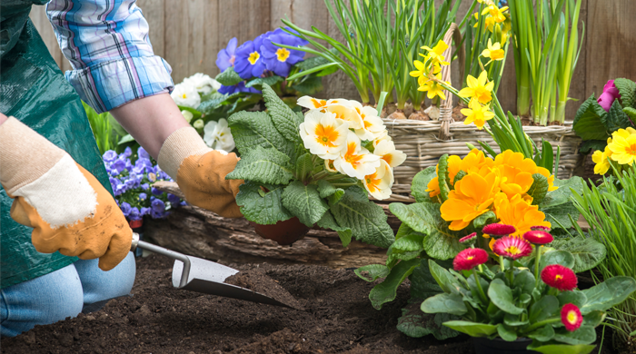 Planting flowers in the front yard